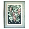 'Rambutan Fruit'