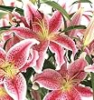 Send Fresh Cut Flowers - 20 Stargazer Lilies Wholesale