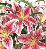 Send Fresh Cut Flowers - 20 Stargazer Lilies