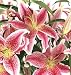 Send Fresh Cut Flowers - 20 Stargazer Lilies
