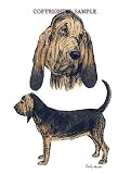 Bloodhound - Double Image by Cindy Farmer