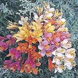 Peruvian Lily - Alstroemeria 20 Seeds