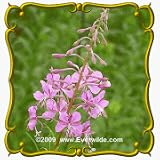 Fireweed (Epilobium angustifolium) Jumbo Wildflower Seed Packet - 1250 Seeds