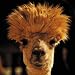 Greetings Card - Alpaca