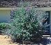 Chastity Belt Plant 10 Seeds - Vitex agnus-castus-Herb