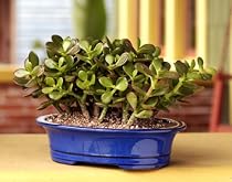 Jade Bonsai