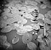 Lotus Blossoms on Pond by Annette Fournet - 24