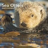 Sea Otters 2009 Square Wall Calendar