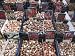 Bulbs for Sale in Bloemenmarkt Flower Market, Amsterdam, Netherlands, Europe Photographic Poster Print by Amanda Hall, 40x30