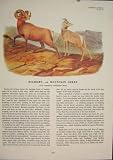 Bighorn Mountain Sheep Color Quadruped Audubon Print