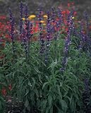 Blue Sage Seeds
