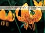 Wildflowers of California 2004  Calendar