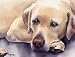 Labrador Retriever Dog Art Print Signed by Artist DJ Rogers