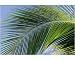 10x8 Photograph (25x20cm) Close-up of palm leaf at Ko Samet Island by Robert Harding