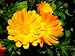 Three Orange Calendulas - 24"W x 18"H - Peel and Stick Wall Decal by Wallmonkeys