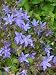 Campanula poscharskyana - Hängepolster-Glockenblume