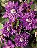 1 'Multi Blue' Clematis Flowering Vine Plant