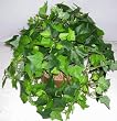 Silk Ivy in Decorative Tin