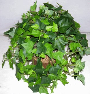 Silk Ivy in Decorative Tin