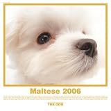 The Dog Maltese (Artlist Collection)