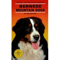 Bernese Mountain Dog