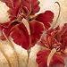 (12x12) Richard Henson Red Iris Art Print Poster