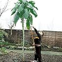 Kale Cabbage Walking Stick 45 Seeds