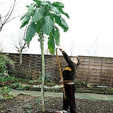 Kale Cabbage Walking Stick 45 Seeds - Annual Kale Cabbage Walking Stick 45 Seeds - Annual