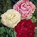 Peony Cotton Candy Mix