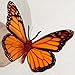 Butterfly 3D Translucent Decoration 15 ORANGE Butterflies