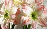 Amaryllis Aprhodite
