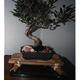 Ficus Retusa Bonsai