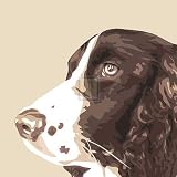 Springer Spaniel by Emily Burrowes. Size 12.00 X 12.00 Art Poster Print