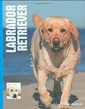 Labrador retrievers