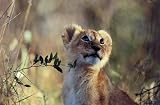 Zur�ck nach Afrika: Magische Momentaufnahmen aus dem Reich der wilden Tiere - Gabriela Staebler