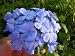 Live Blue Plumbago 6 Pack Starter Plants