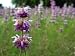 Monarda Lambada 30 Seeds