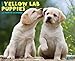 Yellow Lab Puppies 2015 Wall Calendar