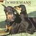 Dobermans 2006 Calendar