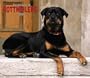 For the Love of Rottweilers 2004 Calendar