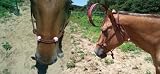 brown & pink clinician rope horse halter with extra nose knots