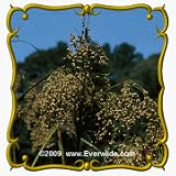1 Lb Wool Grass (Scirpus cyperinus) Bulk Seeds