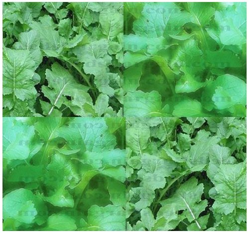 3,000+ SEVEN TOP Turnip seeds GROWN FOR GREENS GREAT 4 PASTURE ROOTS 4 LIVESTOCK - Seeds By MySeeds.Co