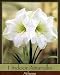 Indoor Amaryllis Kit - Athene - Pure White
