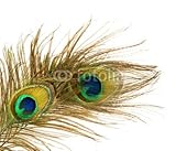 IMAGE OF Wallmonkeys Peel and Stick Wall Decals - Peacock Feathers over White - 18