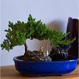 Zen Reflections Juniper Bonsai - Windowbox Ships 2nd Day Air!