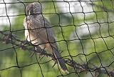 New 25' X 50' Net Netting For Bird Poultry Aviary Game Pens