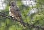 50' X 50' Net Netting for Bird Poultry Aviary Game Pens