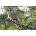 50' X 50' Net Netting for Bird Poultry Aviary Game Pens