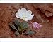 Photographic Prints of Dwarf evening-primrose (tufted evening-primrose) (white tufted evening-primrose from Robert Harding
